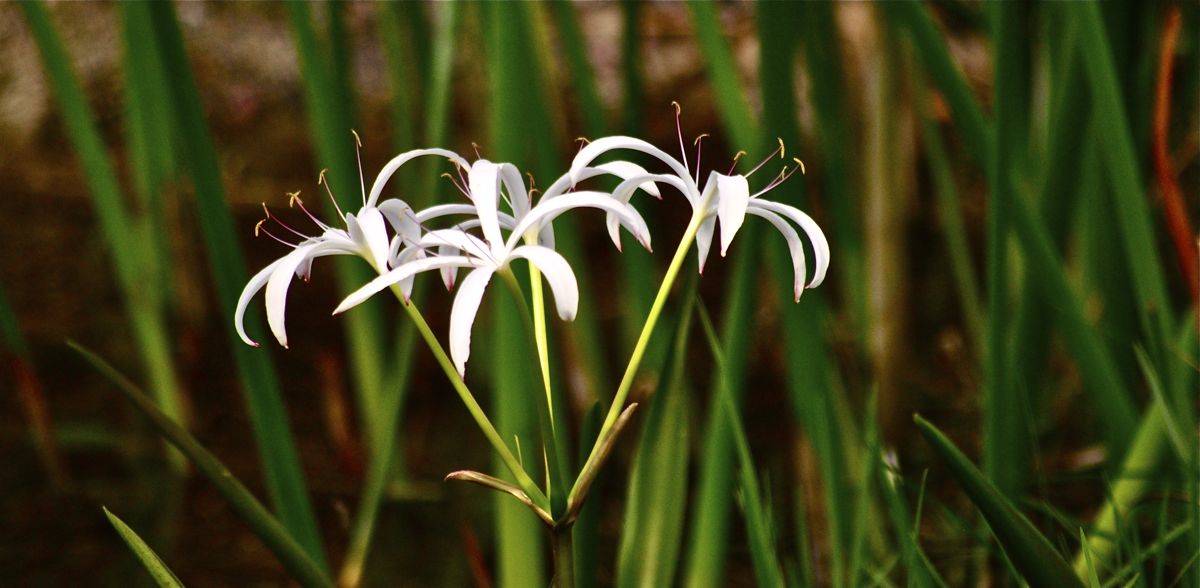 spider lily